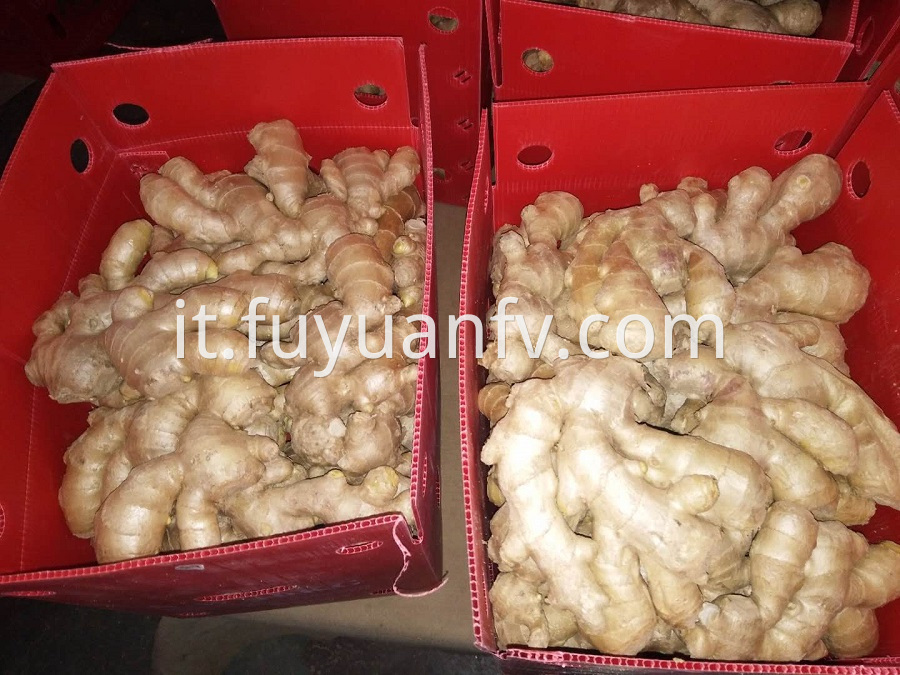 Air dried ginger packing-4